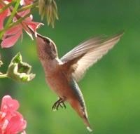  Humming bird in the back yard taken by guests